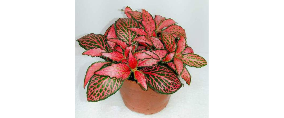 C&acirc;y cảnh dễ trồng trong nh&agrave; - C&acirc;y Cẩm Nhung