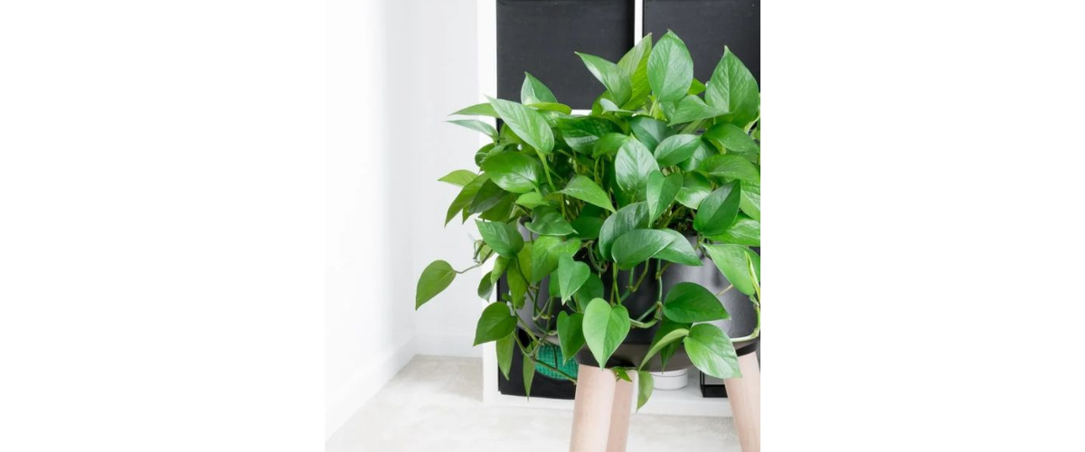 Cây cảnh trong nhà có độc - Cây trầu bà