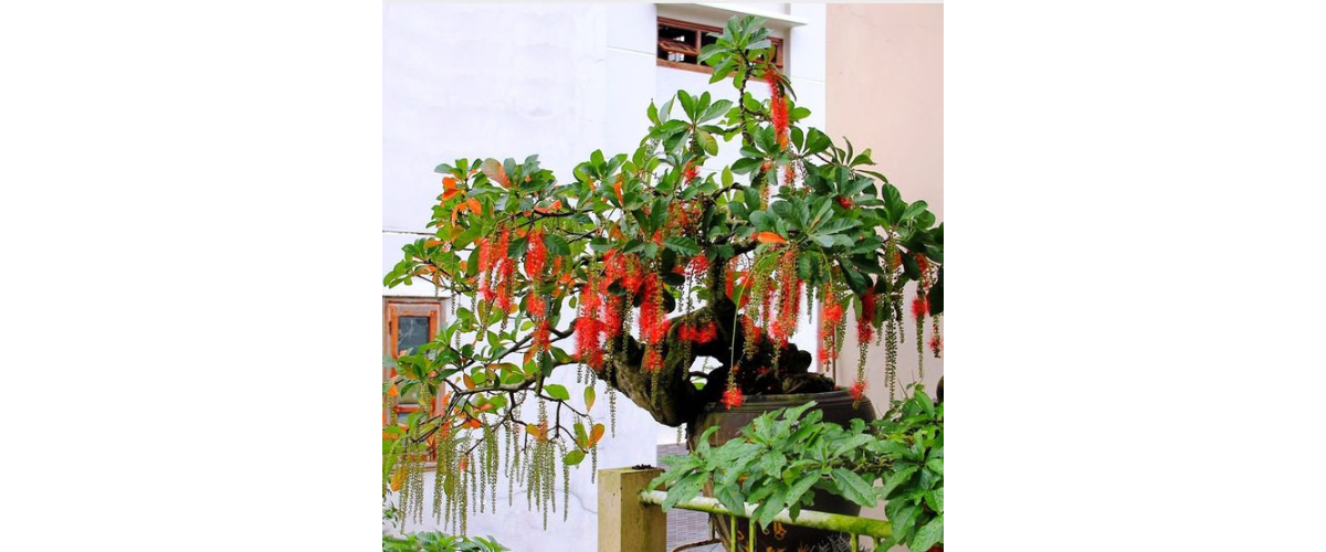 C&acirc;y cảnh dễ trồng trong nh&agrave; - C&acirc;y Lộc Vừng