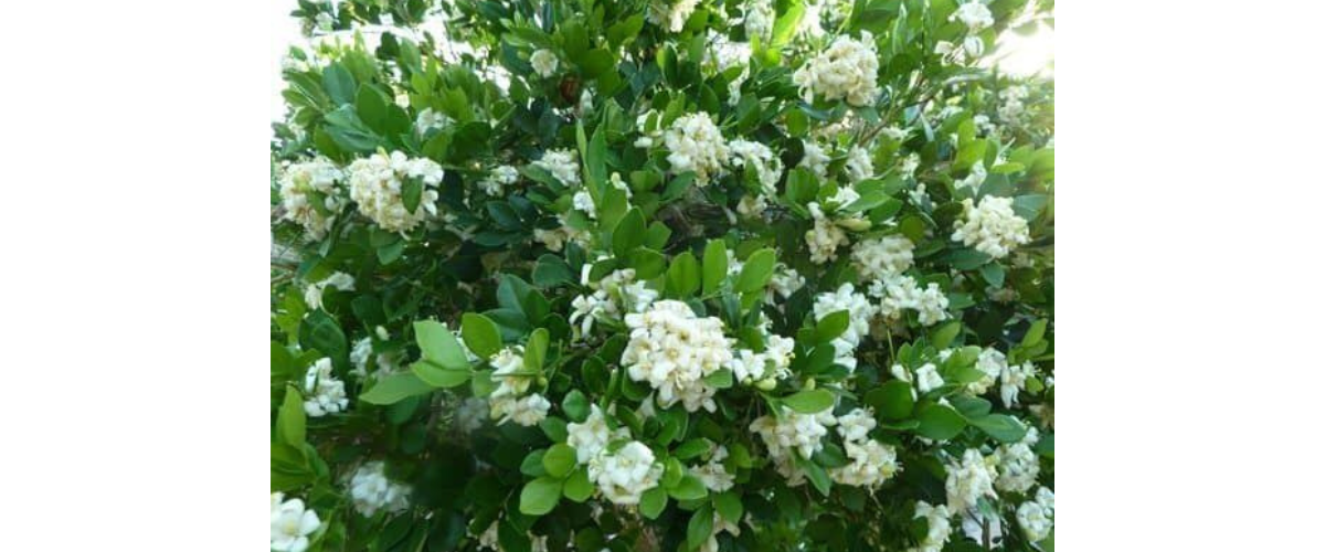 C&acirc;y cảnh dễ trồng trong nh&agrave; - C&acirc;y Nguyệt Quế