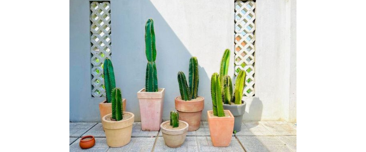 Cây cảnh trong nhà có độc - Cây xương rồng ba cạnh