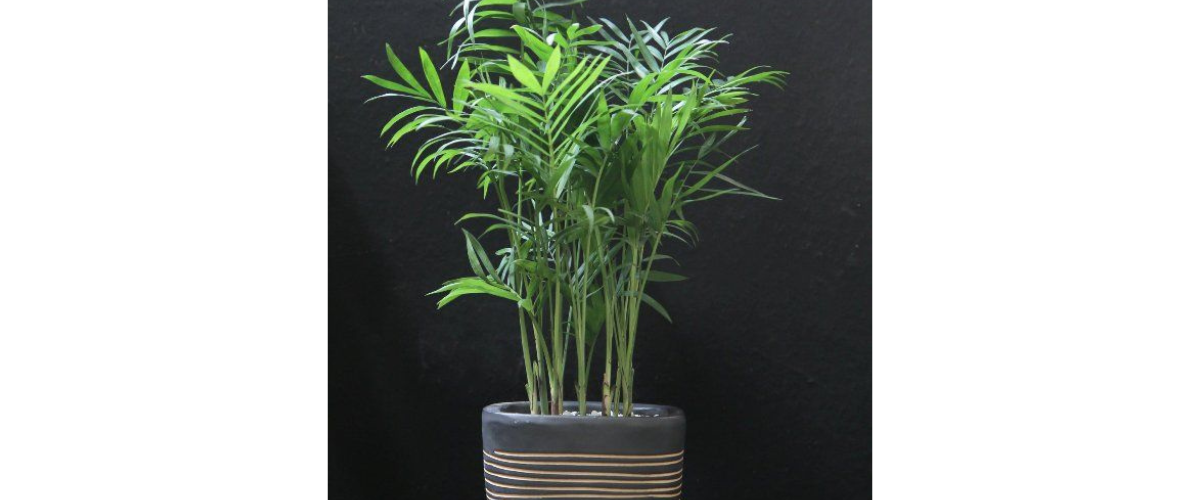 T&aacute;c dụng của c&acirc;y dừa cảnh trồng trong nh&agrave;