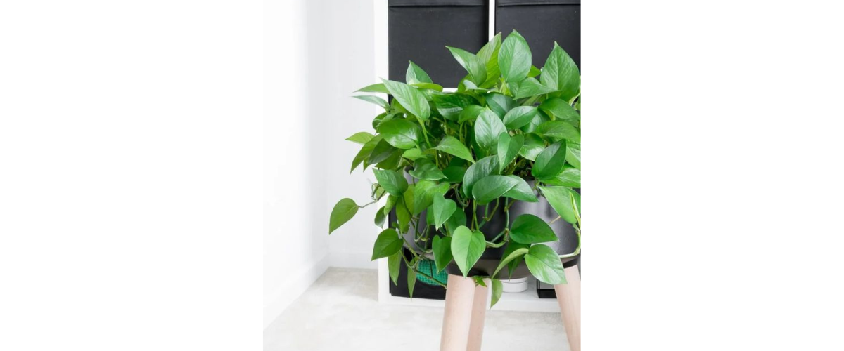 C&acirc;y cảnh dễ trồng trong nh&agrave; - C&acirc;y Trầu B&agrave;