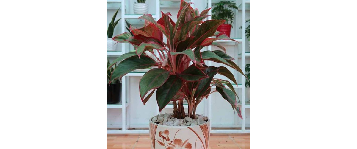 C&acirc;y cảnh dễ trồng trong nh&agrave; - C&acirc;y Ph&uacute; Qu&yacute;