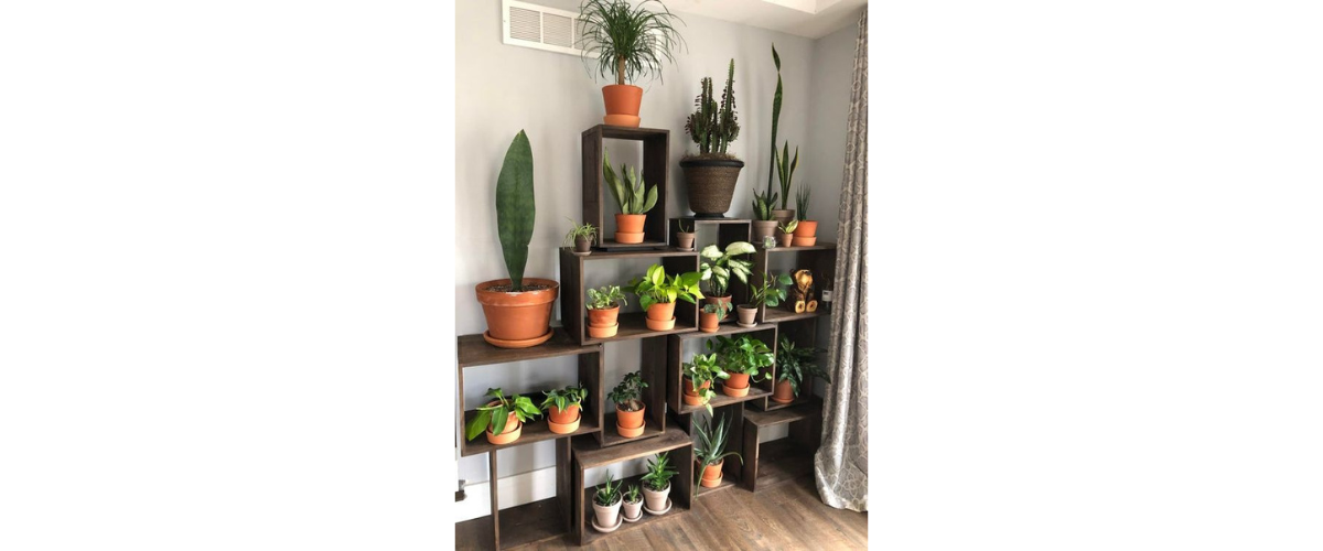 Cách trang trí cây cảnh trong nhà - Sử dụng kệ trưng bày