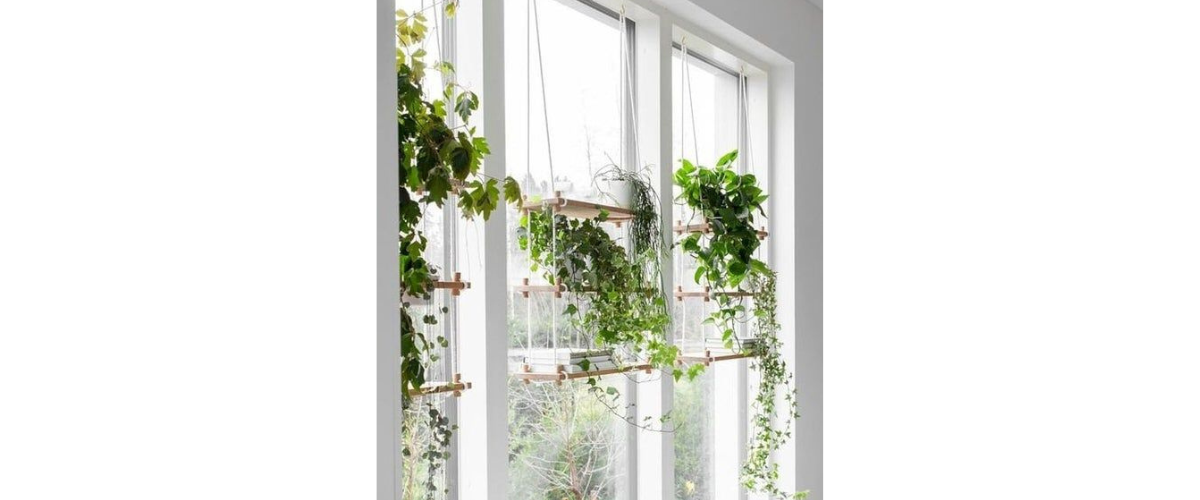 Cách trang trí cây cảnh trong nhà - Trồng cây bên cửa sổ