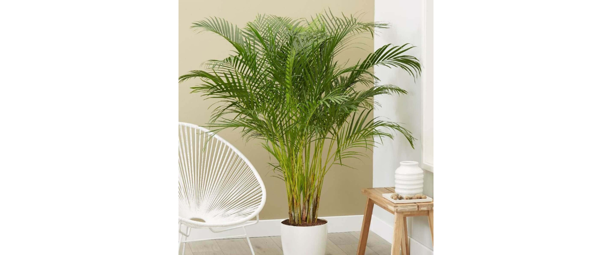 T&aacute;c dụng của c&acirc;y dừa cảnh trồng trong nh&agrave;