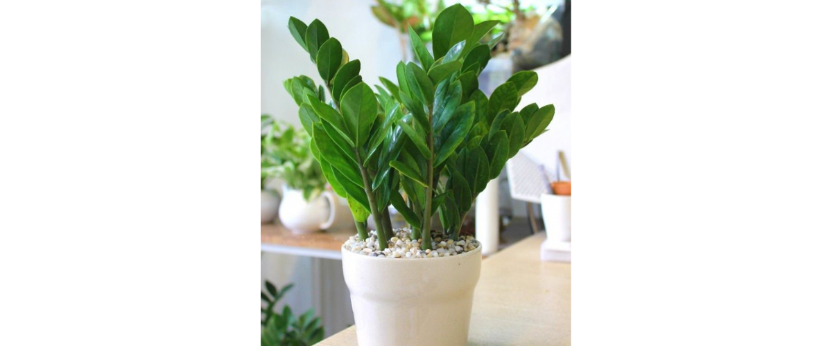 C&acirc;y cảnh dễ trồng trong nh&agrave; - C&acirc;y Kim Tiền