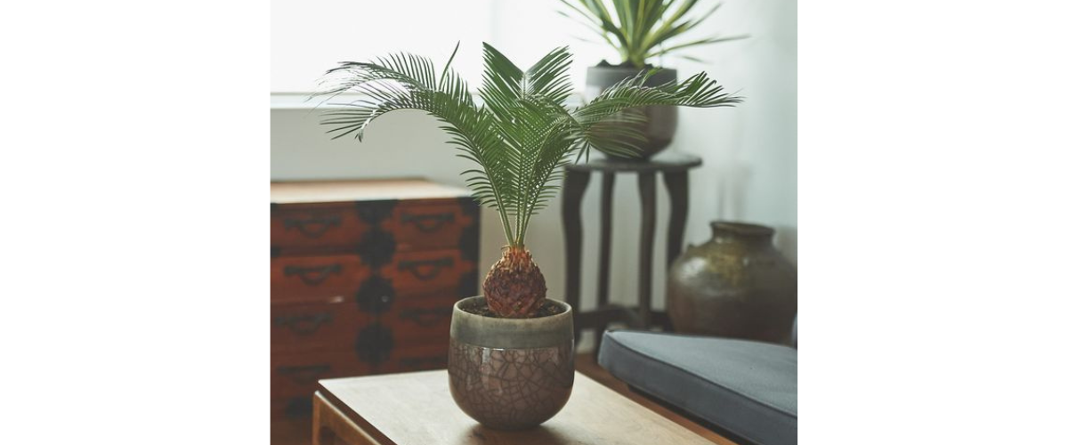 C&acirc;y cảnh dễ trồng trong nh&agrave; - C&acirc;y Vạn Tuế