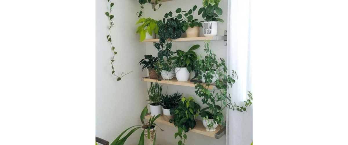 Cách trang trí cây cảnh trong nhà - Sử dụng kệ trưng bày