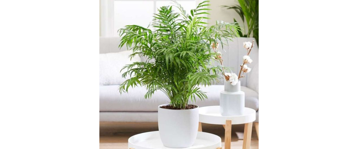 &Yacute; nghĩa phong thủy của c&acirc;y dừa cảnh trồng trong nh&agrave;