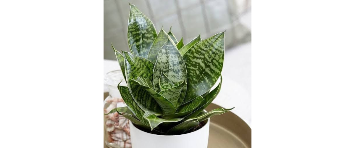 C&acirc;y cảnh dễ trồng trong nh&agrave; - C&acirc;y Lưỡi Hổ