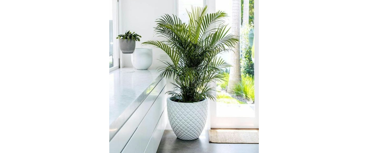 Kỹ thuật trồng c&acirc;y dừa cảnh trồng trong nh&agrave;