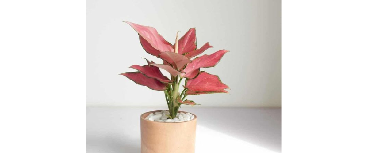 C&acirc;y cảnh dễ trồng trong nh&agrave; - C&acirc;y Vạn Lộc