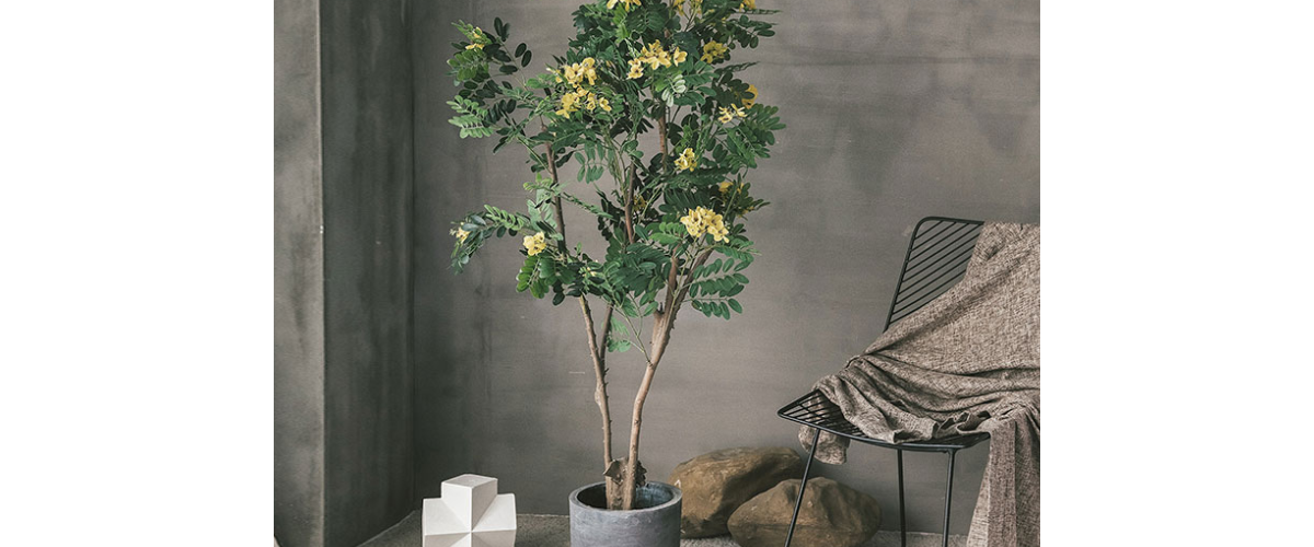  C&acirc;y cảnh dễ trồng trong nh&agrave; - C&acirc;y Gi&aacute;ng Hương