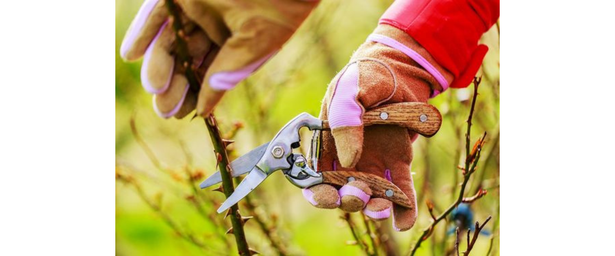 C&aacute;ch chăm s&oacute;c c&acirc;y dừa cảnh trồng trong nh&agrave;