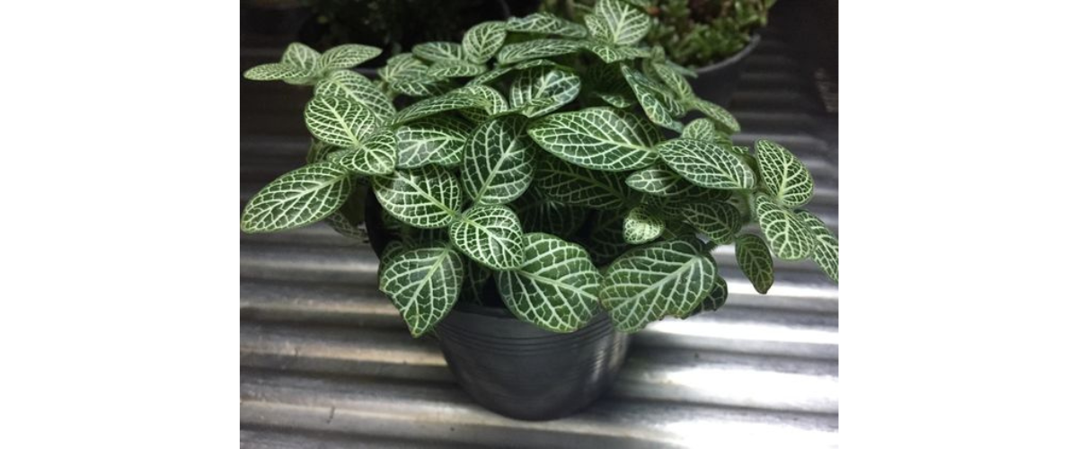 C&acirc;y cảnh dễ trồng trong nh&agrave; - C&acirc;y L&aacute; May Mắn