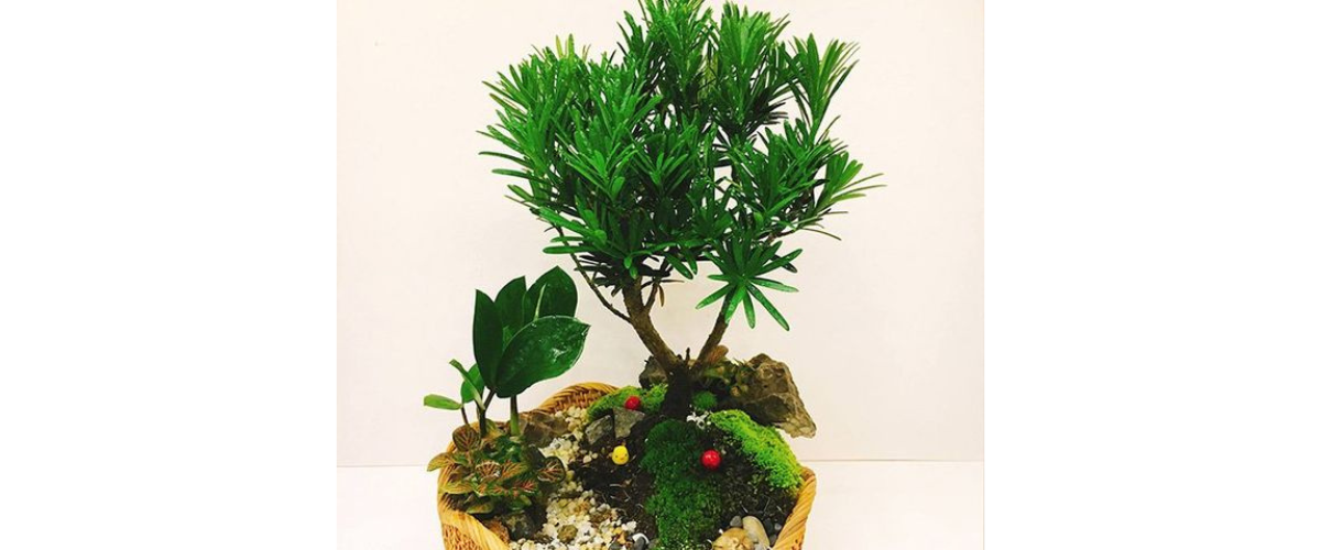  C&acirc;y cảnh dễ trồng trong nh&agrave; - C&acirc;y T&ugrave;ng La H&aacute;n