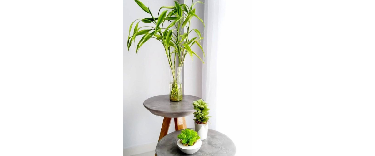 Cách trang trí cây cảnh trong nhà - Trang trí cây cảnh trong nhà để bàn