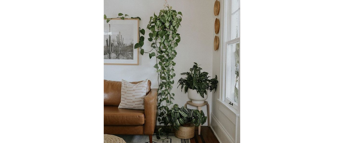 Trang trí cây cảnh lớn bên cạnh sofa