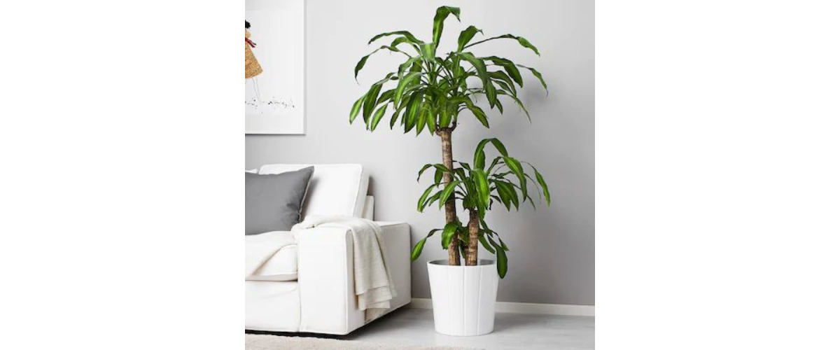 Cây cảnh trong nhà có độc - Cây thiết mộc lan