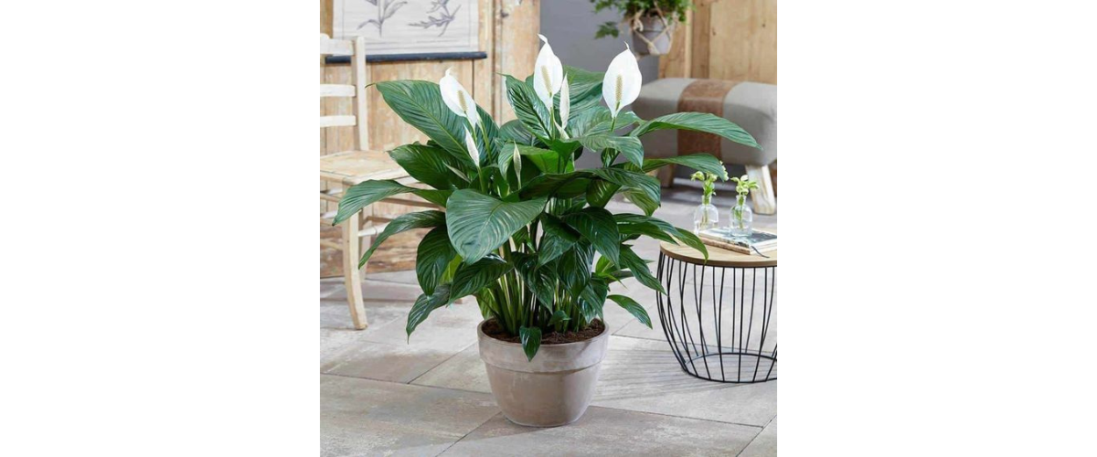 C&acirc;y cảnh dễ trồng trong nh&agrave; - C&acirc;y Lan &Yacute;