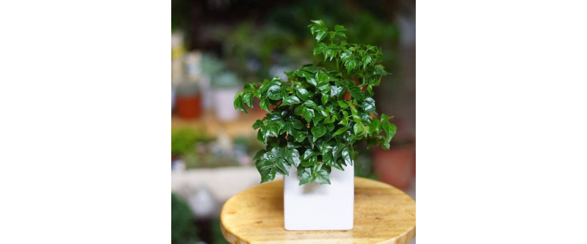 C&acirc;y cảnh dễ trồng trong nh&agrave; - C&acirc;y Hạnh Ph&uacute;c