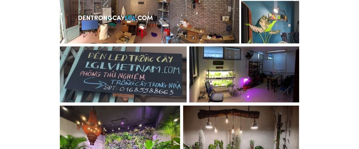 Đèn LED trồng cây LGL