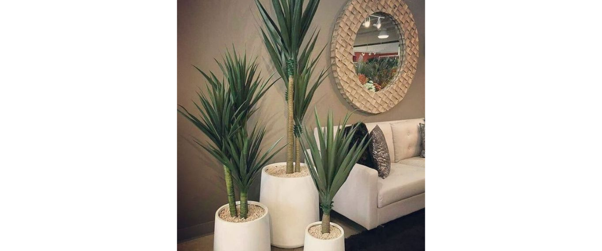 Trang trí cây cảnh lớn bên cạnh sofa
