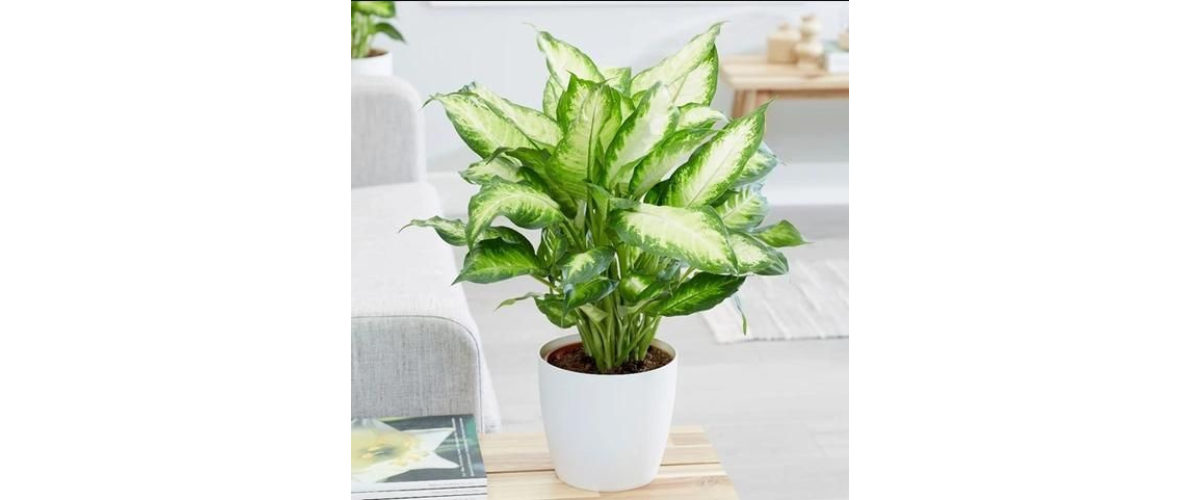 C&acirc;y cảnh dễ trồng trong nh&agrave; - C&acirc;y Vạn Ni&ecirc;n Thanh