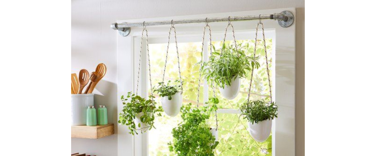 Cách trang trí cây cảnh trong nhà - Cây cảnh treo tường