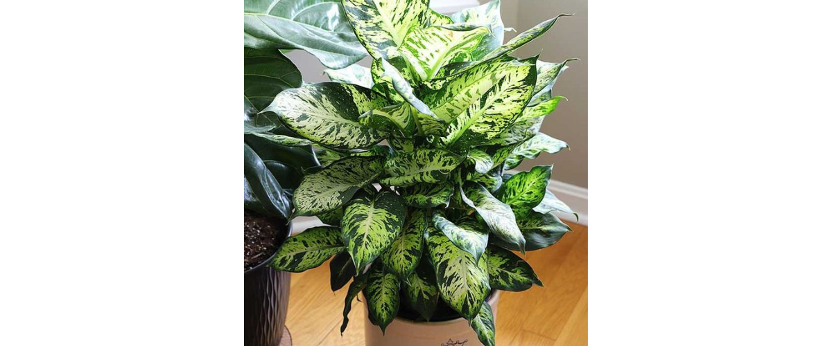 C&acirc;y cảnh dễ trồng trong nh&agrave; - C&acirc;y Ngọc Ng&acirc;n