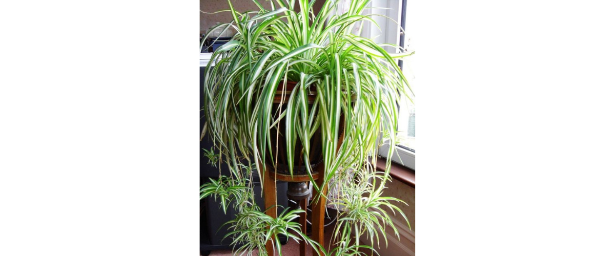  C&acirc;y cảnh dễ trồng trong nh&agrave; - C&acirc;y D&acirc;y Nhện