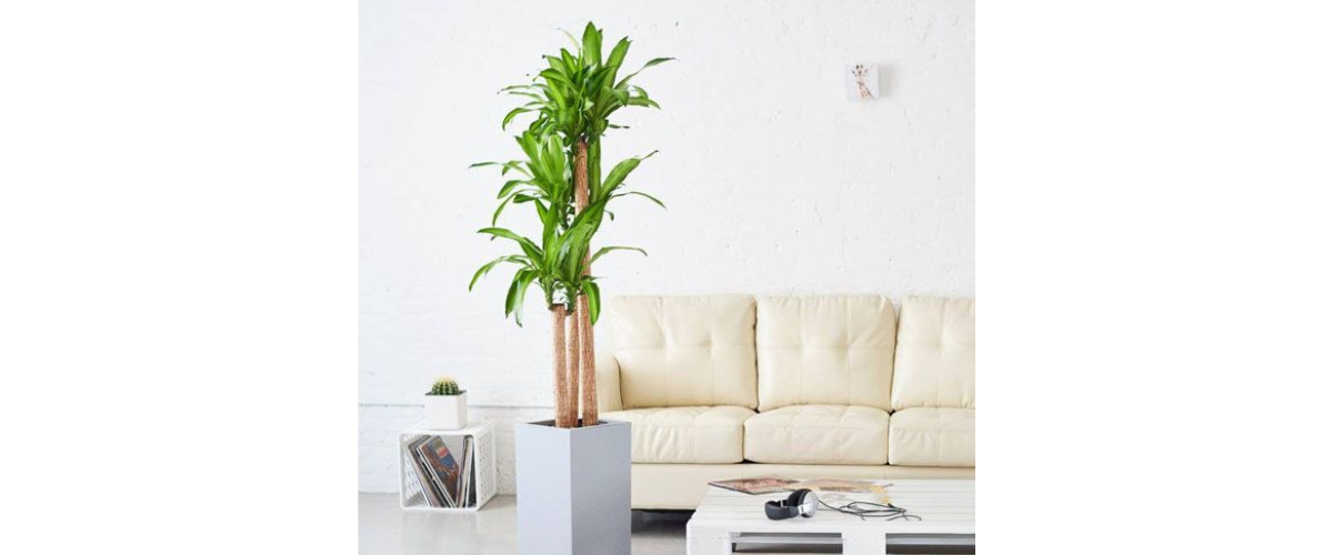 Cây cảnh nhựa để trong nhà - Cây thiết mộc lan giả
