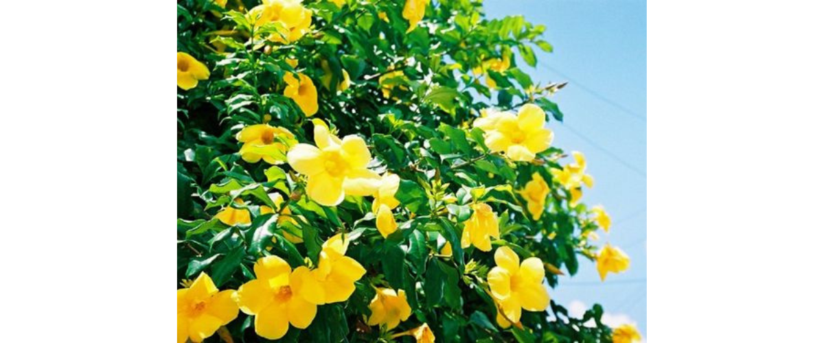 Cây cảnh trong nhà có độc - Cây huỳnh anh