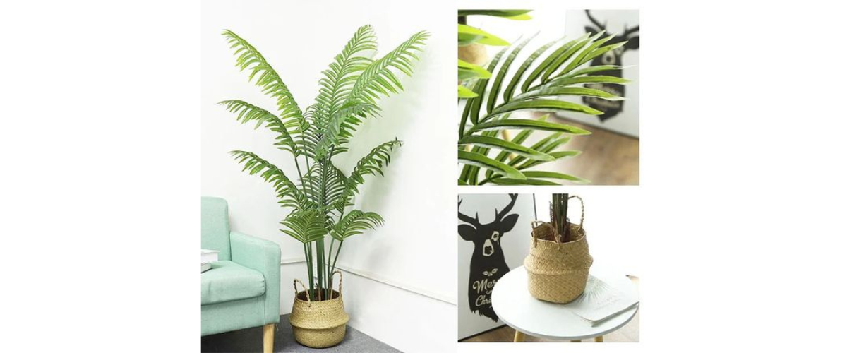 Giới thiệu về c&acirc;y dừa cảnh trong nh&agrave;