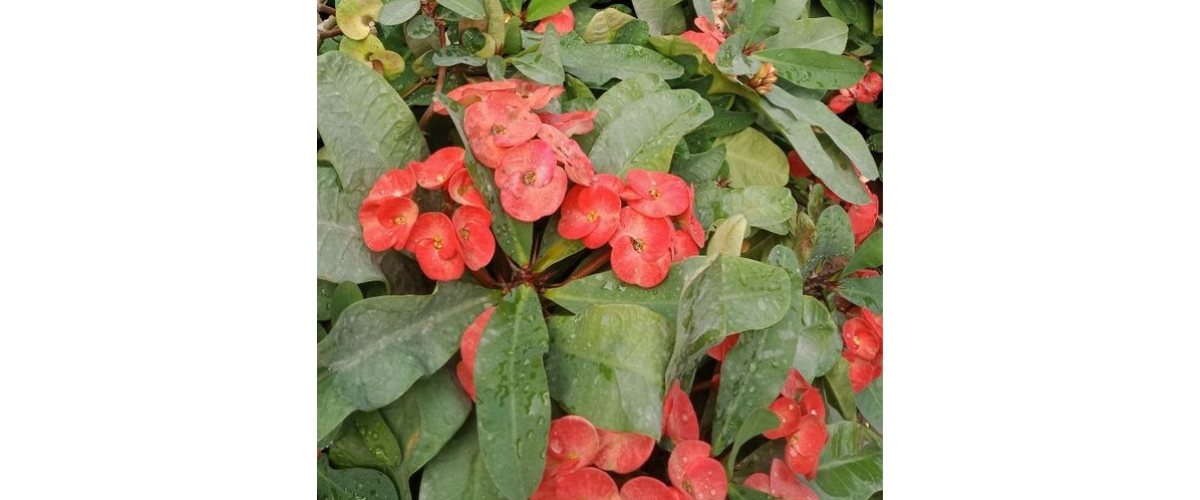 Cây cảnh trong nhà có độc - Xương rồng bát tiên