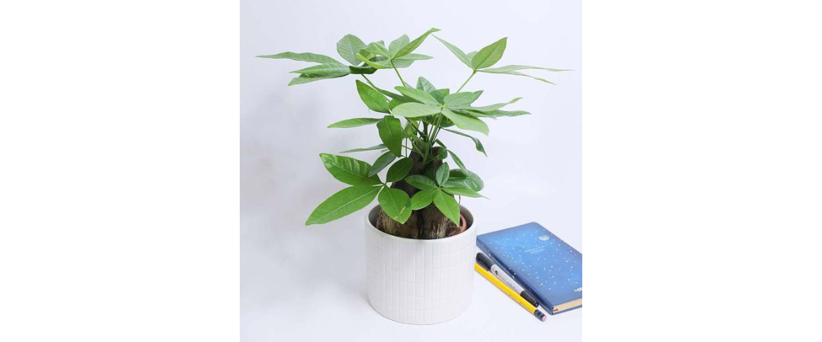 C&acirc;y cảnh dễ trồng trong nh&agrave; - C&acirc;y Kim Ng&acirc;n