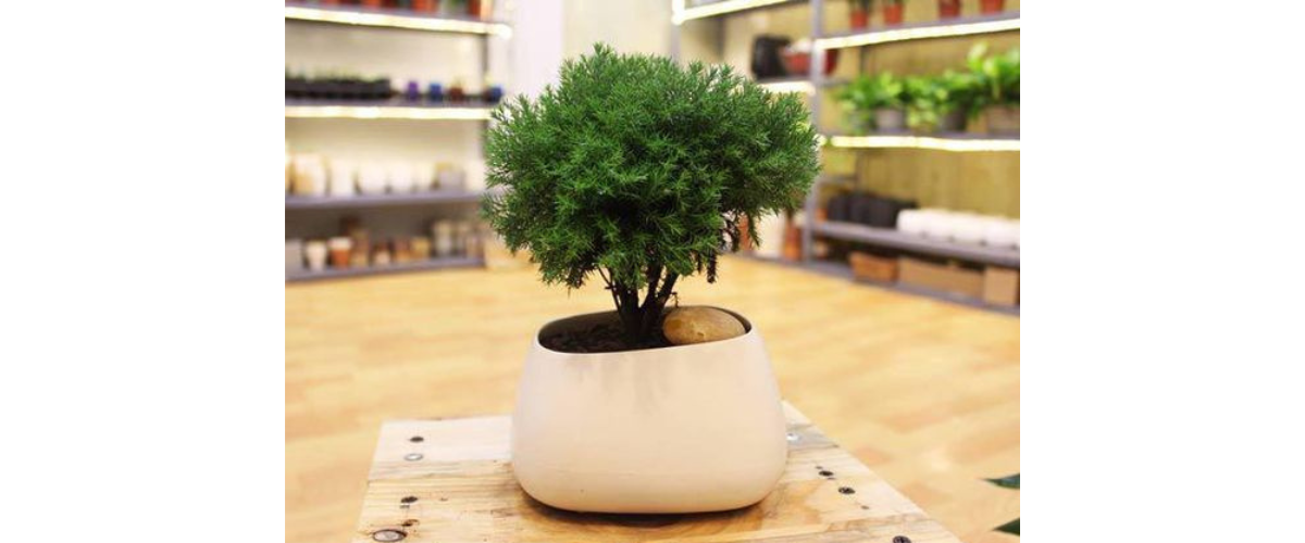 C&acirc;y cảnh dễ trồng trong nh&agrave; - C&acirc;y T&ugrave;ng