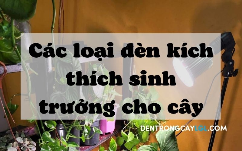 Các loại đèn kích thích sinh trưởng cho cây
