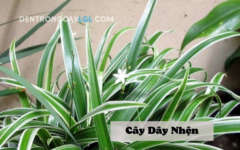 C&acirc;y d&acirc;y nhện