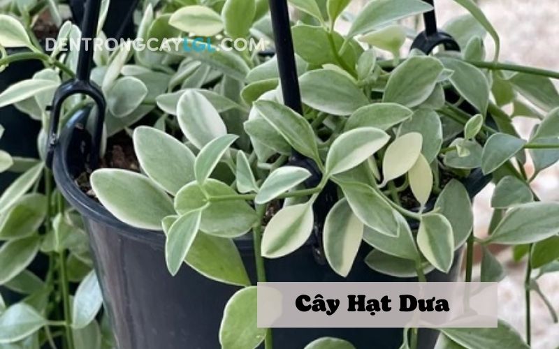 C&acirc;y hạt dưa