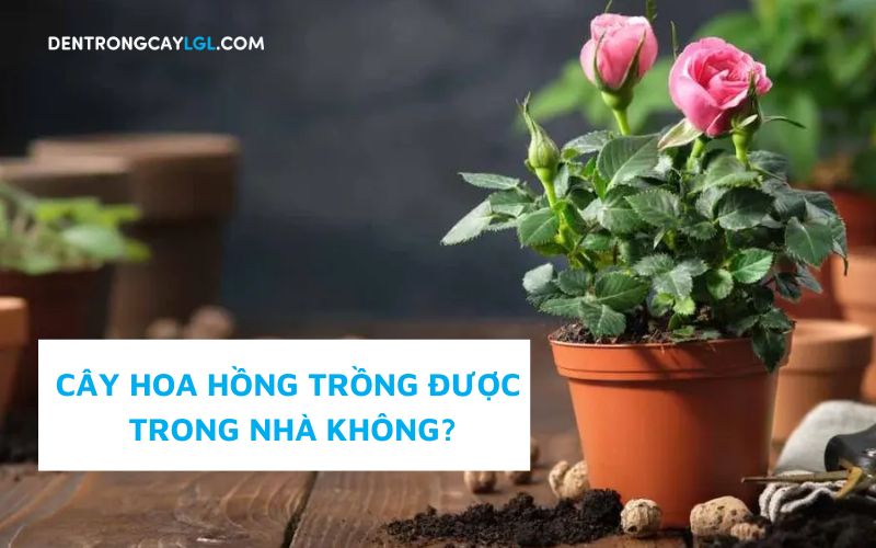 Cây hoa hồng trồng trong nhà có được không? Và cách chăm sóc