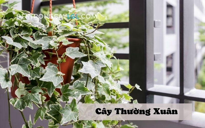 C&acirc;y thường xu&acirc;n