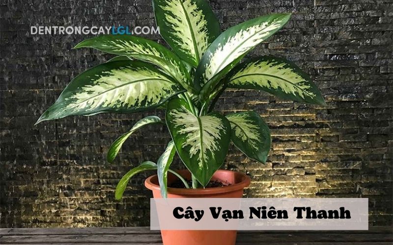 C&acirc;y vạn ni&ecirc;n thanh 
