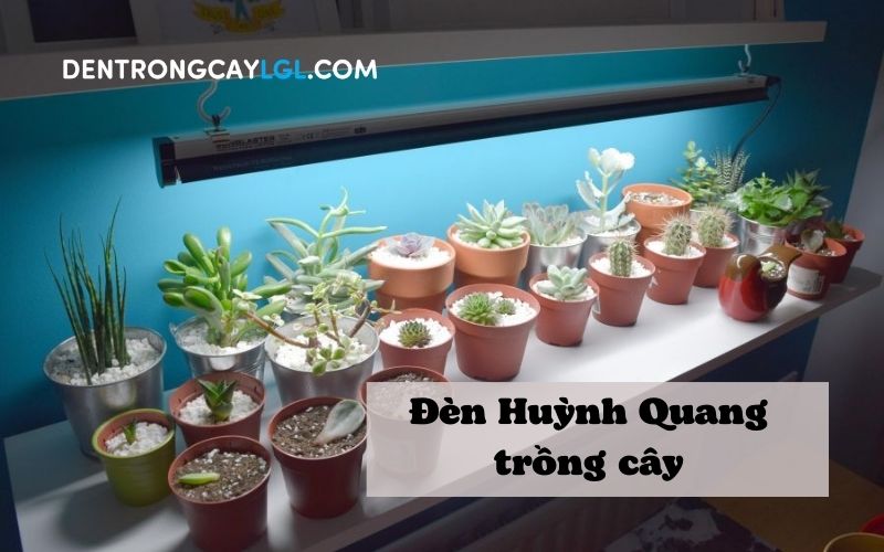 Đèn huỳnh quang trồng cây