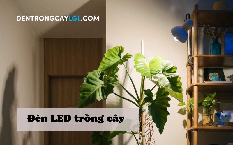 Đèn led Bulb trồng cây