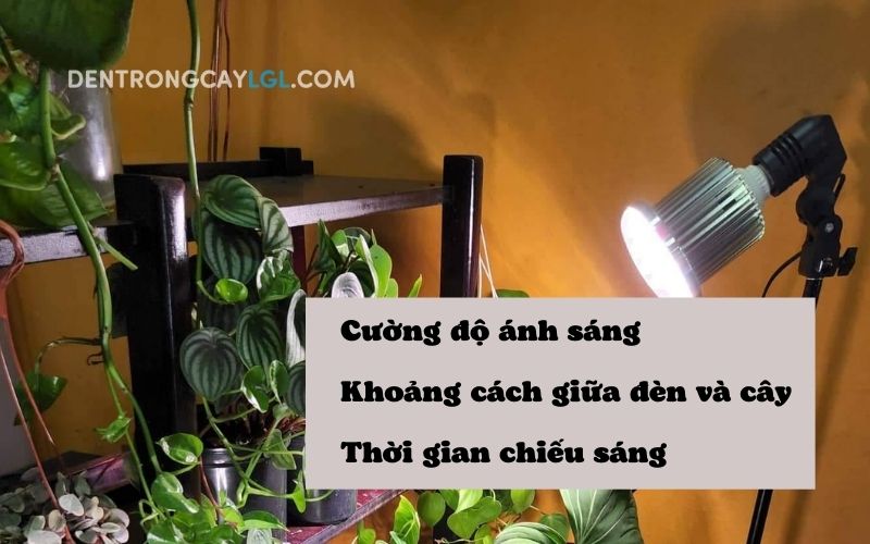 Hướng dẫn sử dụng đèn kích thích sinh trưởng cho cây