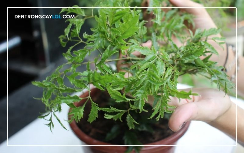 Hướng dẫn trồng cây đinh lăng trước nhà phát triển khoẻ mạnh