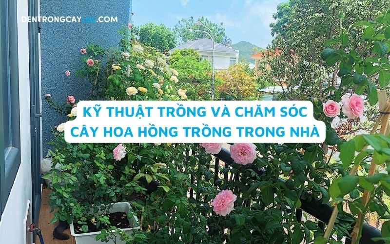 Kỹ thuật trồng và chăm sóc cây hoa hồng trong nhà cho ra bông đẹp mắt